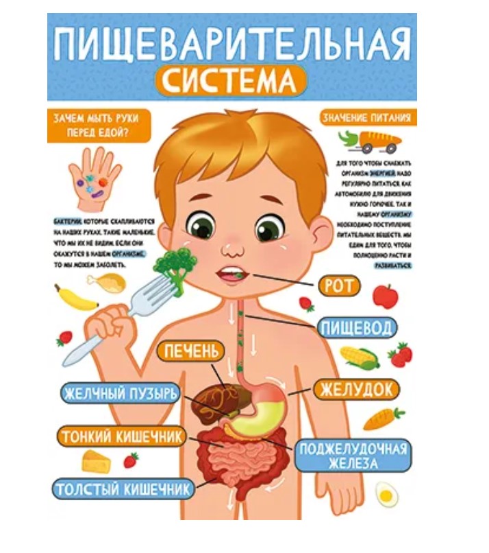 Плакат 'Пищеварительная система', 22.137.00